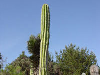 Pachycereus pecten-aboriginum