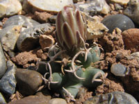 Pediocactus peeblesianus