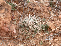 Pediocactus peeblesianus