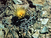 Pediocactus peeblesianus