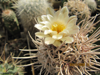 Pediocactus peeblesianus