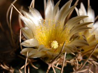 Pediocactus peeblesianus