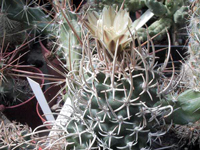 Pediocactus peeblesianus