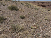 Pediocactus peeblesianus