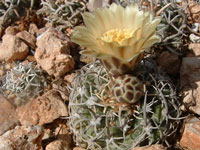 Pediocactus peeblesianus