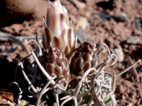 Pediocactus peeblesianus