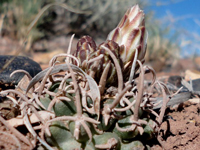 Pediocactus peeblesianus