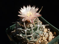 Pediocactus peeblesianus