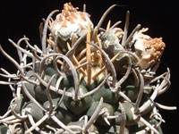 Pediocactus peeblesianus