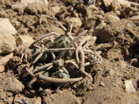 Pediocactus peeblesianus