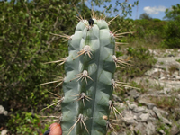 Pilosocereus pentaedrophorus