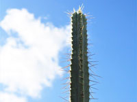 Pilosocereus pentaedrophorus