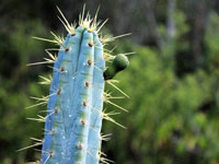 Pilosocereus pentaedrophorus