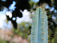 Pilosocereus pentaedrophorus