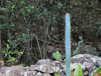 Pilosocereus pentaedrophorus