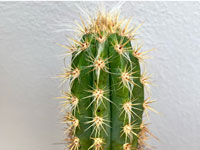 Pilosocereus piauhyensis