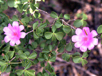 Pereskia portulacifolia