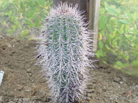 Pachycereus pringlei