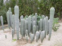 Pachycereus pringlei