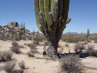 Pachycereus pringlei