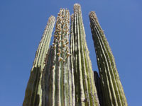 Pachycereus pringlei