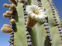 Pachycereus pringlei