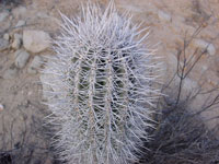 Pachycereus pringlei