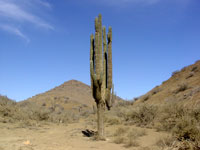 Pachycereus pringlei