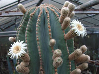 Pachycereus pringlei