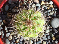 Parodia procera