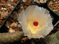 Pterocactus reticulatus