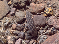 Pterocactus reticulatus