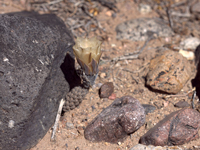 Pterocactus reticulatus