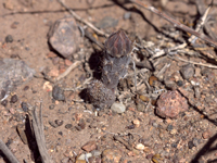 Pterocactus reticulatus