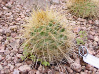 Parodia ritteri