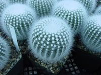 Parodia rudibuenekeri