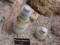 Parodia rudibuenekeri