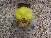 Parodia rudibuenekeri