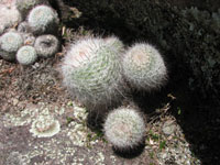 Parodia rudibuenekeri