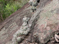 Parodia rudibuenekeri