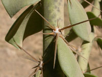 Pereskia sacharosa