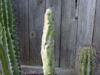 Pachycereus schottii