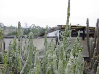 Pachycereus schottii