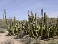 Pachycereus schottii