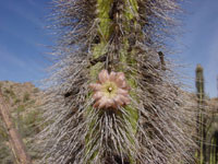 Pachycereus schottii