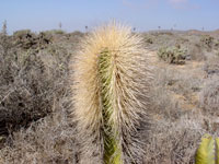 Pachycereus schottii