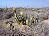 Pachycereus schottii