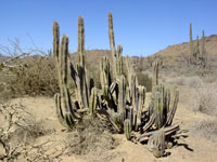 Pachycereus schottii