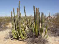 Pachycereus schottii