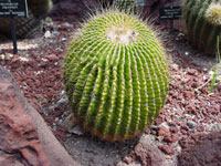 Parodia schumanniana